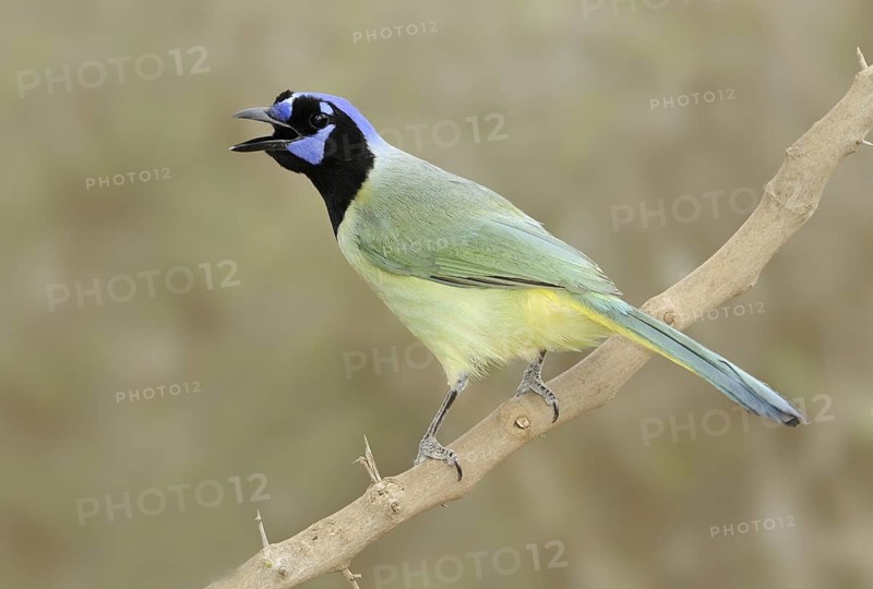 Green Jay (Cyanocorax luxuosus), Texas, USA