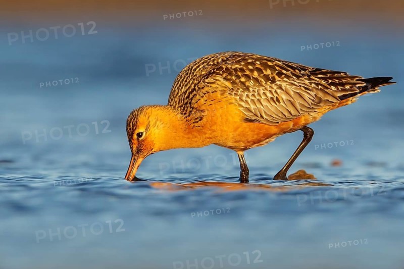 Bar-tailed Godwit (Limosa lapponica) feeding along a river in Nome, Alaska