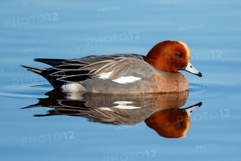 Eurasian Wigeon (Mareca penelope) male, Netherlands