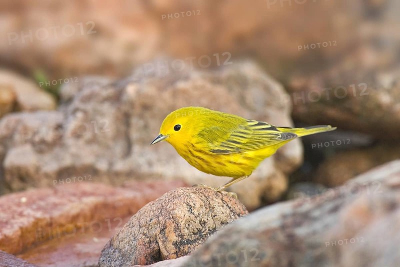American Yellow Warbler (Setophaga aestiva), Arizona, USA