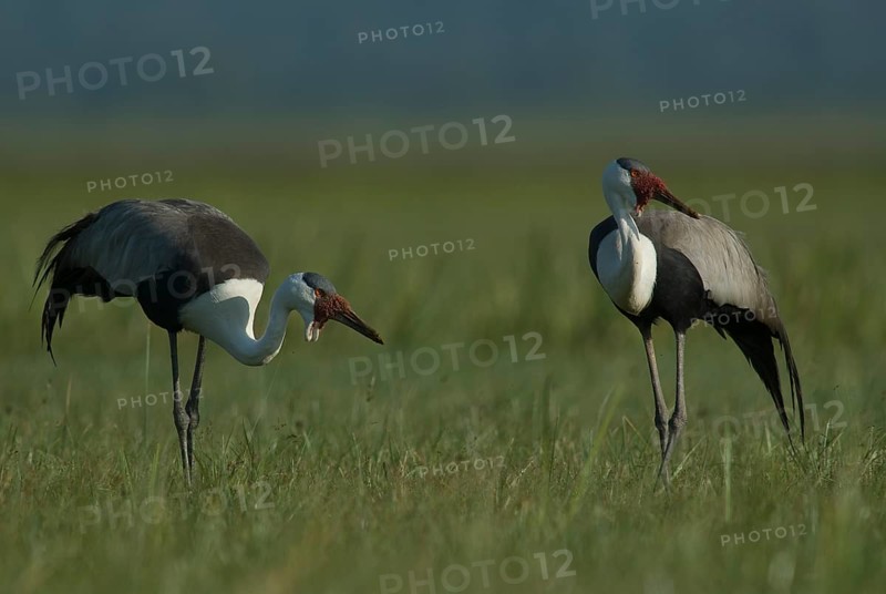 Wattled Crane (Grus carunculata), Lake Awasa, Ethiopia