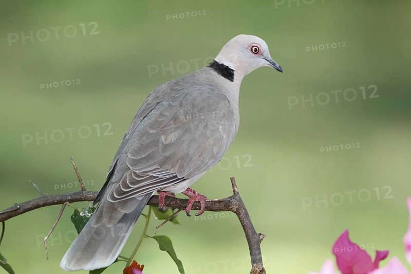 Mourning Collared Dove (Streptopelia decipiens), Nairobi National Park, Kenya