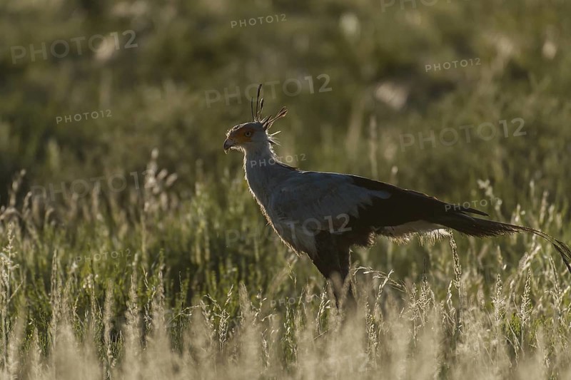 Secretarybird (Sagittarius serpentarius), Northern Cape, South Africa