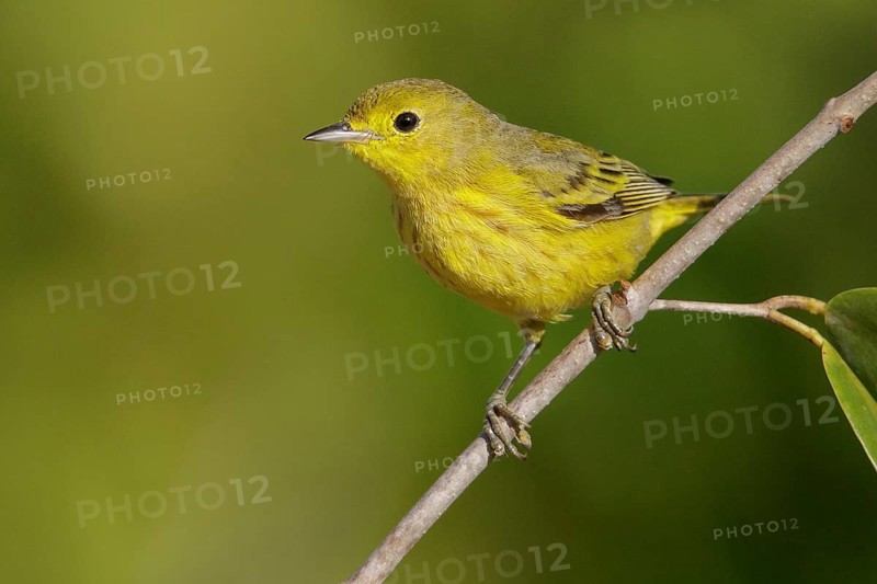 Yellow Warbler (Setophaga petechia) perched on a branch in Cuba