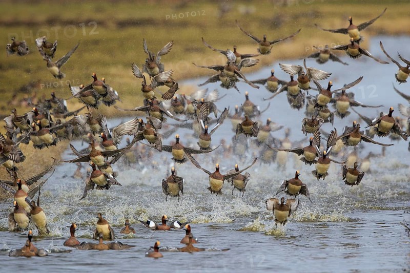 Eurasian Wigeon (Mareca penelope) flock landing, Netherlands
