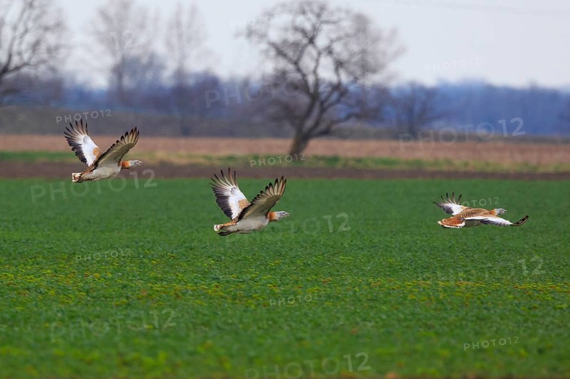 Great Bustard (Otis tarda) flying, Hungary