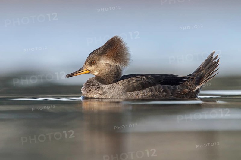 Hooded Merganser (Lophodytes cucullatus) in the ocean near Victoria, British Columbia, Canada
