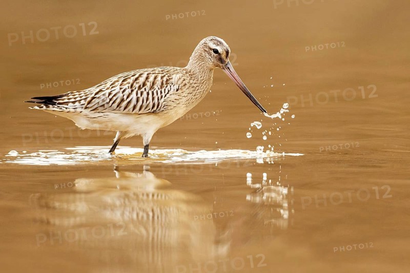 Bar-tailed Godwit (Limosa lapponica) juvenile foraging, Asturias, Spain