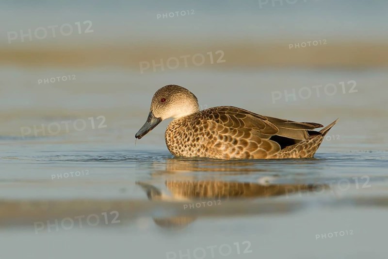 Grey Teal (Anas gracilis), Victoria, Australia