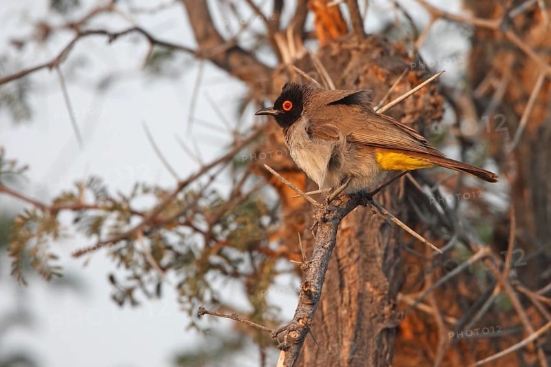 Asian Red-eyed Bulbul (Pycnonotus brunneus), Namibia