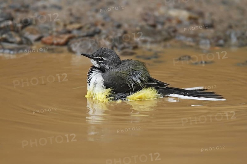 Madagascan Wagtail (Motacilla flaviventris) bathing, Analamazoatra, Madagascar