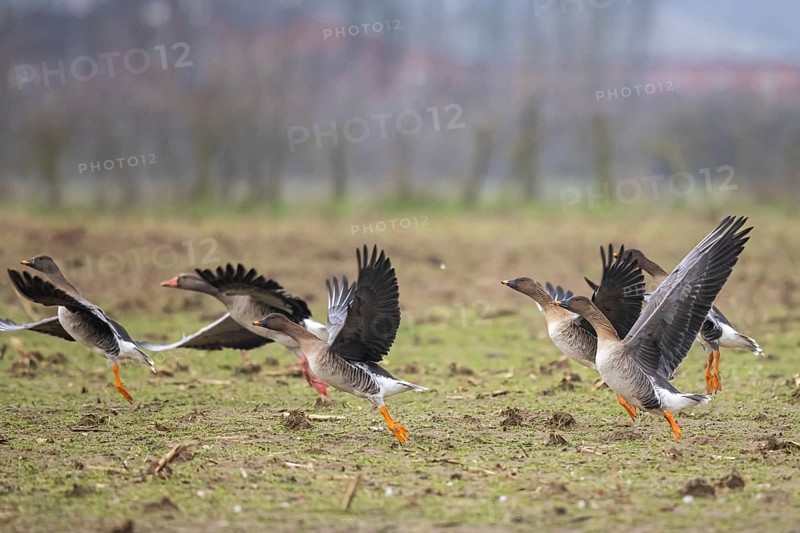 Taiga Bean Goose (Anser fabalis) group taking flight, North Rhine-Westphalia, Germany