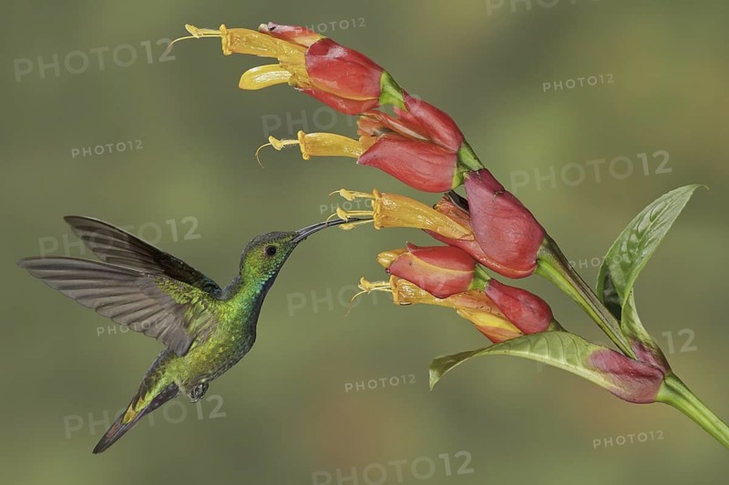 Green-breasted Mango (Anthracothorax prevostii), Costa Rica
