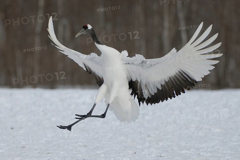 Red-crowned Crane (Grus japonensis) flying, Hokkaido, Japan