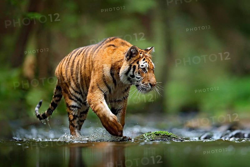 Tiger wildlife scene, wild cat, nature habitat. Amur tiger walking in river water. Danger animal, tajga, Russia. Animal in green forest stream. Grey stone, river droplet. Siberian tiger splash water