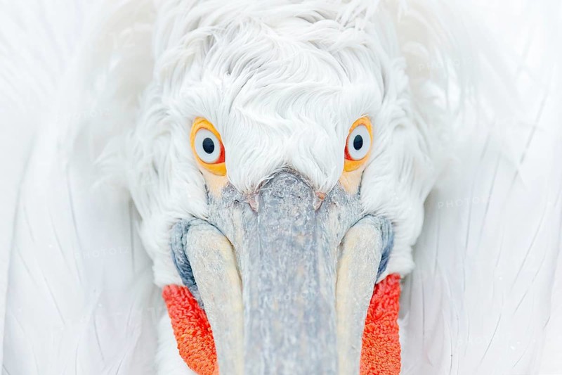Cute close-up bird portrait. Eye detail Dalmatian pelican, Pelecanus crispus, in Lake Kerkini, Greece. Palican with open wing, hunting animal. Wildlife scene from Europe nature. Bird on blue sky