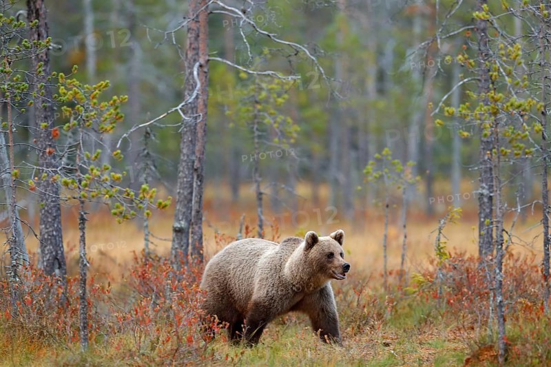 Bear in the forest. Beautiful big brown bear walking around lake with autumn colours. Dangerous animal in nature forest and meadow habitat. Wildlife scene from Finland near Russia bolder