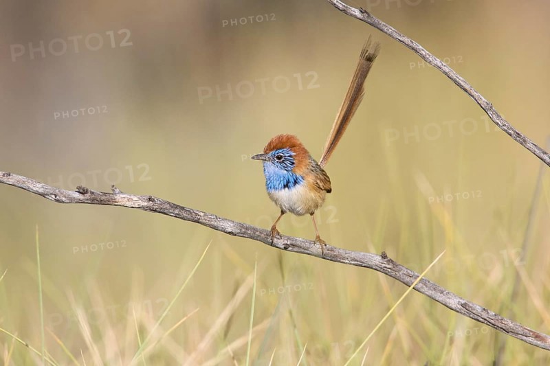 Rufous-crowned Emu-wren (Stipiturus ruficeps) male, Queensland, Australia