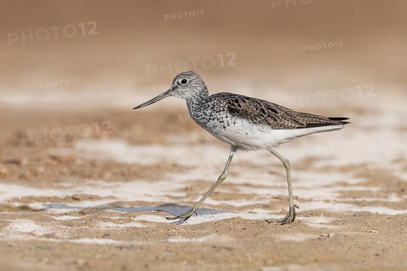 Common Greenshank (Tringa nebularia) foraging, Eilat, Israel