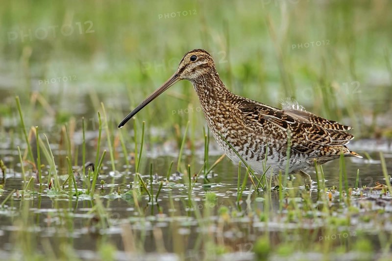 Noble Snipe (Gallinago nobilis) feeding in a lake in the Andes mountains in Colombia