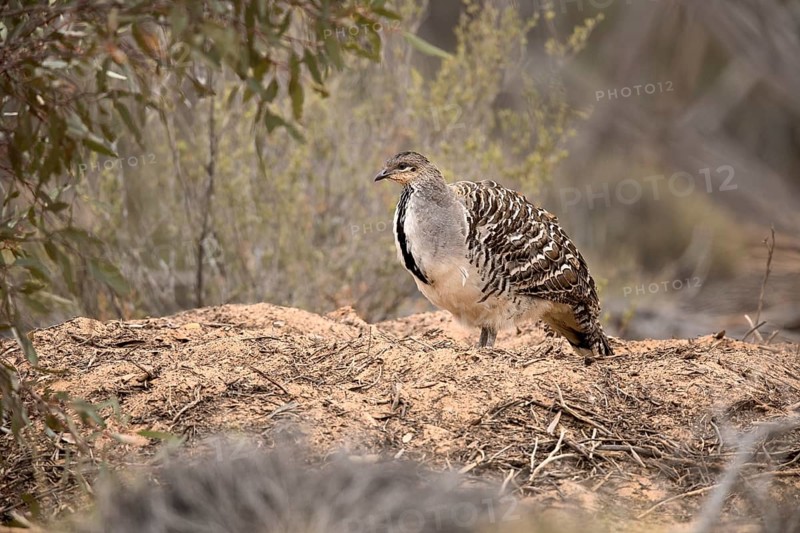Malleefowl (Leipoa ocellata), Victoria, Australia