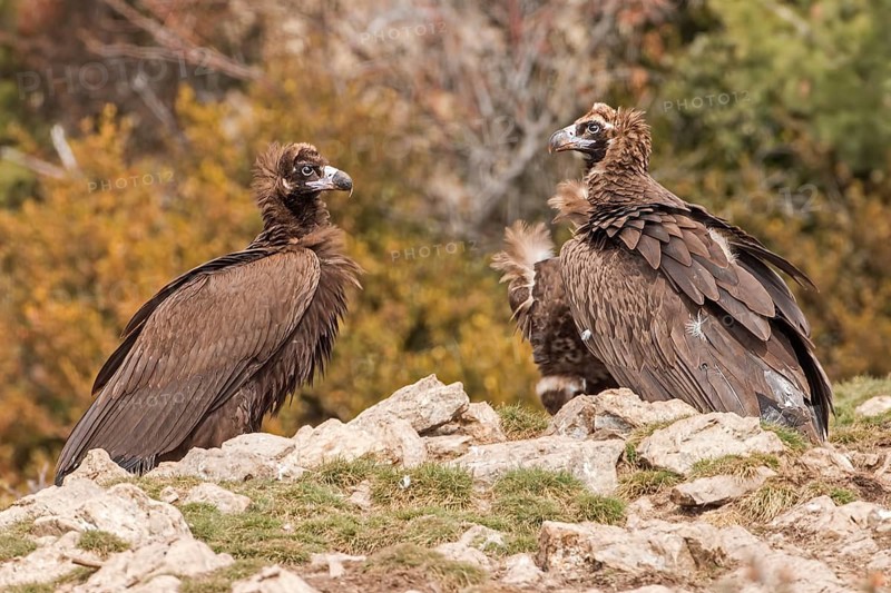 Cinereous Vulture (Aegypius monachus), Catalonia, Spain