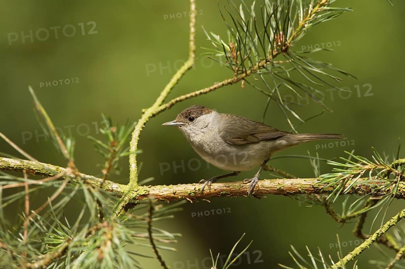 Eurasian Blackcap (Sylvia atricapilla) female, Utrecht, Netherlands