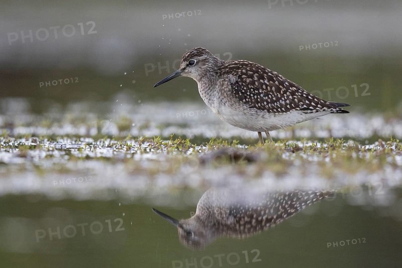 Wood Sandpiper (Tringa glareola) foraging, North Rhine-Westphalia, Germany
