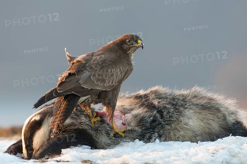 Common Buzzard (Buteo buteo), Mecklenburg-Western Pomerania, Germany