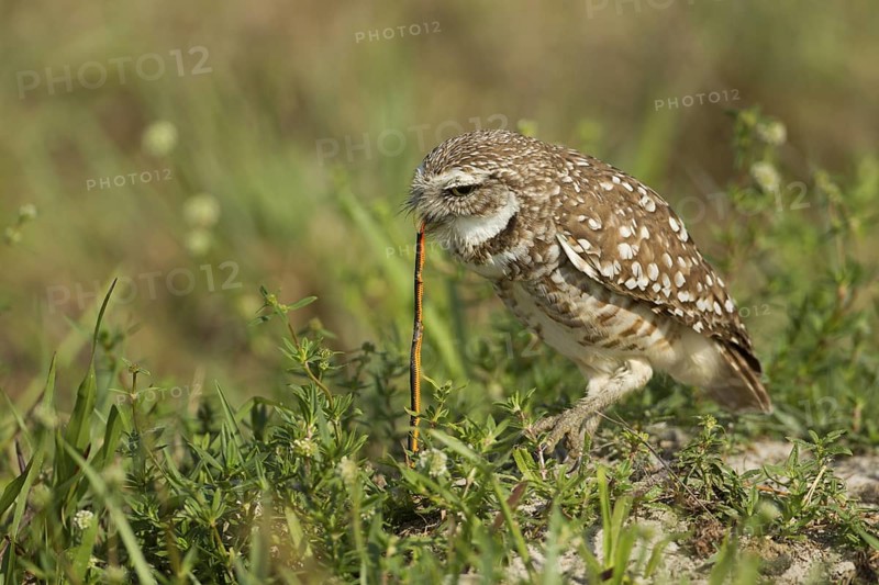 Burrowing Owl (Athene cunicularia), Florida, USA