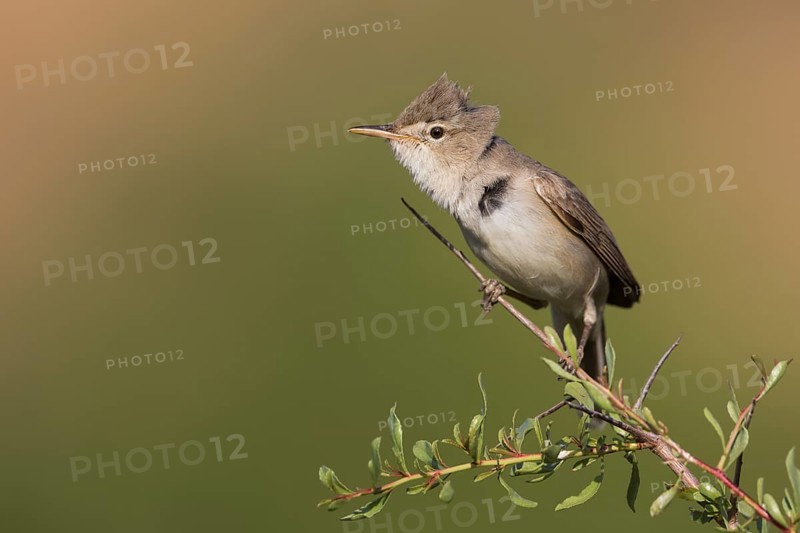 Uppchers Warbler - Dornspötter - Hippolais languida, Kyrgyzstan
