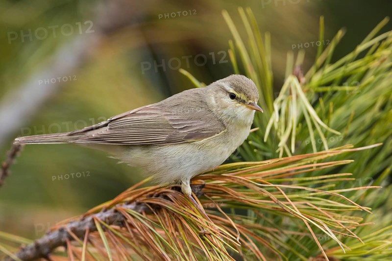 Willow Warbler - Fitis - Phylloscopus trochilus ssp. acredula, Russia (Ural)