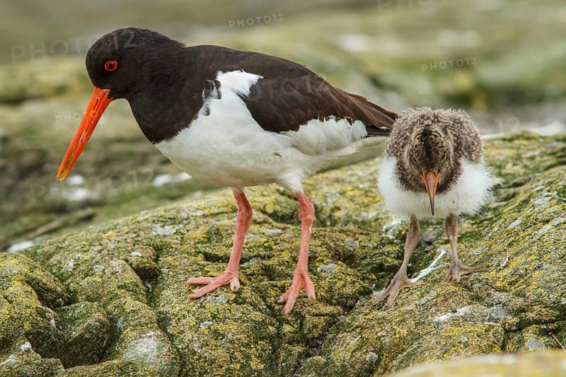 Eurasian Oystercatcher (Haematopus ostralegus) adult and chick, Farne Islands, United Kingdom