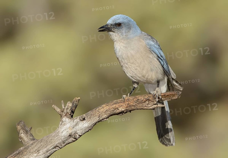 Mexican Jay (Aphelocoma wollweberi), Arizona, USA