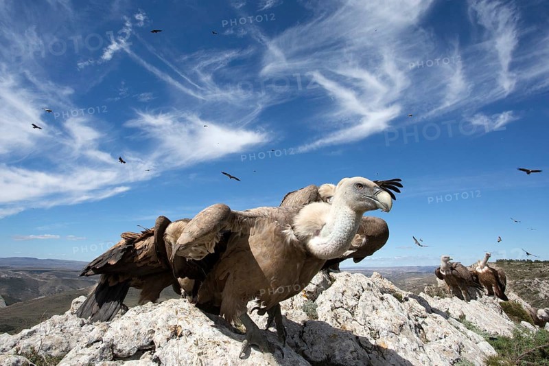 Griffon Vulture (Gyps fulvus) perched on a rock, Aragon, Spain