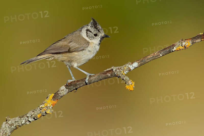 European Crested Tit (Lophophanes cristatus) perched on lichen branch, Andalusia, Spain