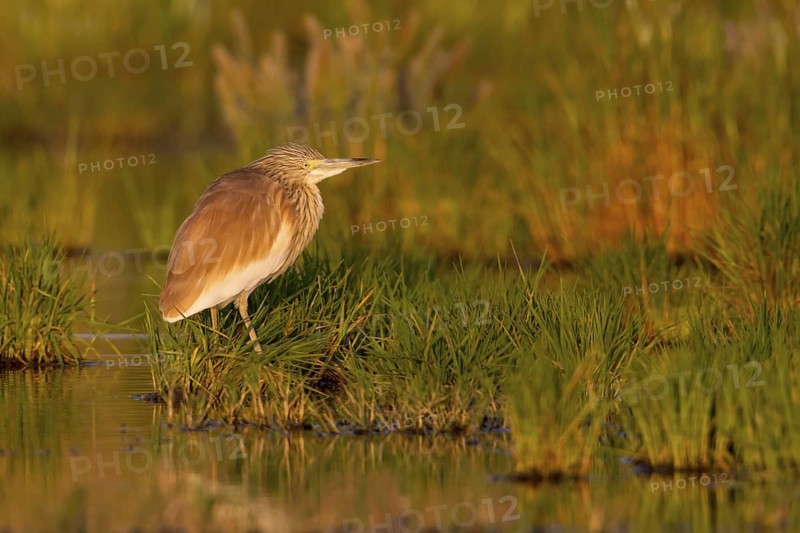 Squacco Heron (Ardeola ralloides), Cyprus