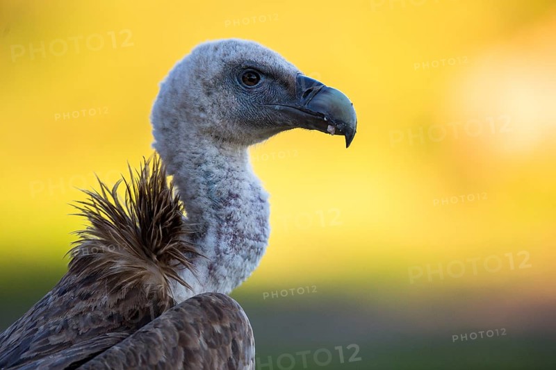 Griffon Vulture (Gyps fulvus), Andalusia, Spain