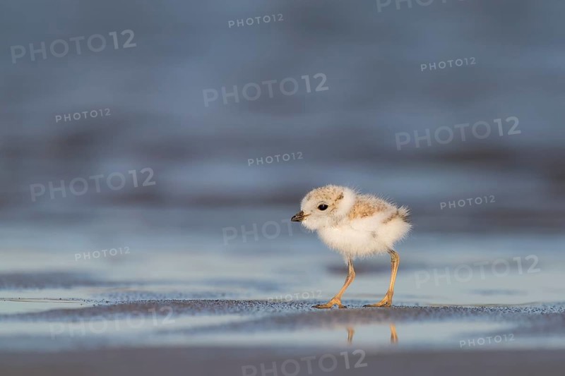 Piping Plover (Charadrius melodus) chick, Massachusetts, USA