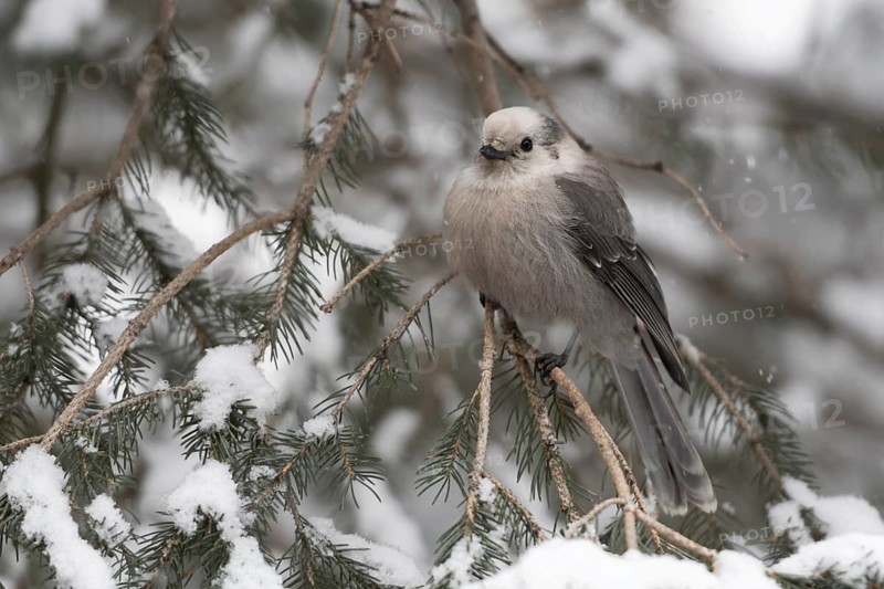 Grey Jay (Perisoreus canadensis) perched on a snowy branch, Wyoming, USA