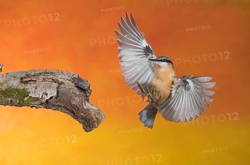 Eurasian Nuthatch (Sitta europaea) landing on a branch, Aosta Valley, Italy