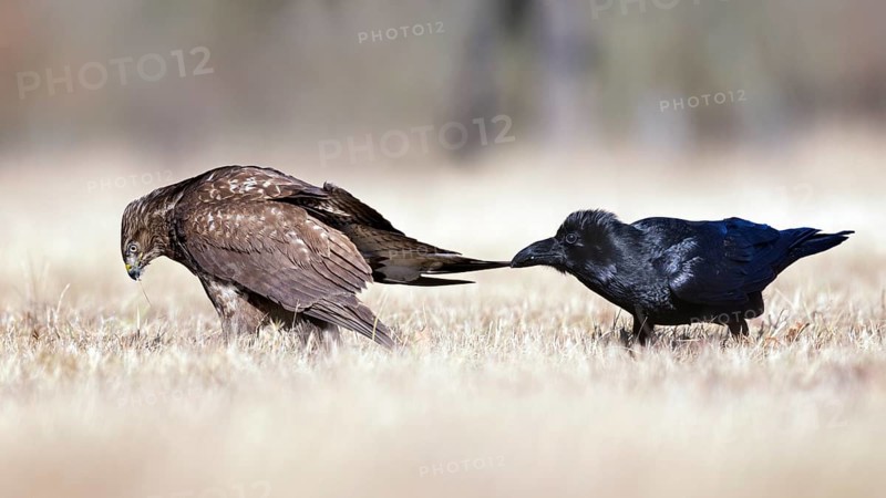 Common Buzzard & Northern Raven (Buteo buteo & Corvus corax) wrangling, Saxony-Anhalt, Germany
