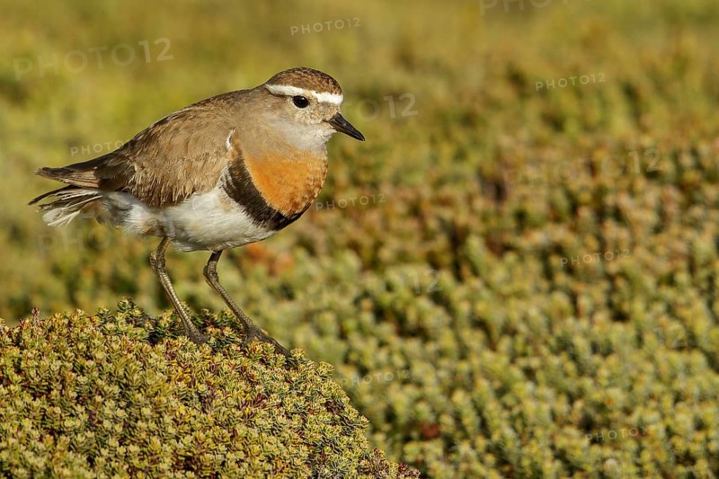Rufous-chested Dotterel (Charadrius modestus) on the ground in the Falkland Islands