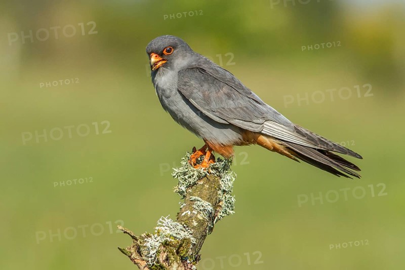 Red-Footed Falcon (Falco vespertinus), adult male perched on a branch, Galicia, Spain