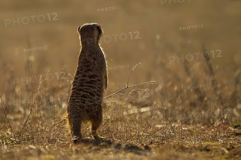 Meerkat (Suricata suricatta) stand watch and searching distance in grassland, Castile-La Mancha, Spain