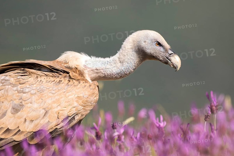 Griffon Vulture (Gyps fulvus) in field, Madrid, Spain