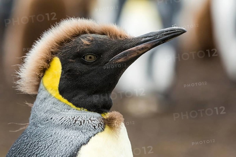 King Penguin (Aptenodytes patagonicus) juvenile, Falkland Islands