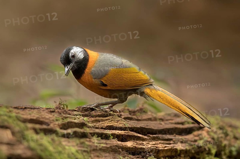 Collared Laughingthrush (Trochalopteron yersini), Bidoup National Park, Vietnam