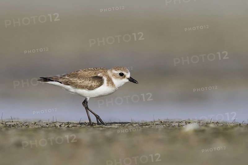 Lesser Sand Plover (Charadrius mongolus) foraging, Oman