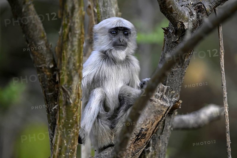 Terai grey langur (Semnopithecus hector), juvenile, portrait, Corbett National Park, near Ramnagar, Uttarakhand State, India